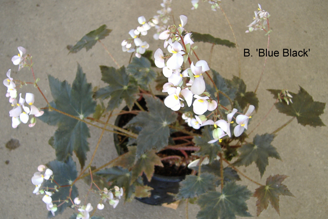 B. ‘Blue Black’